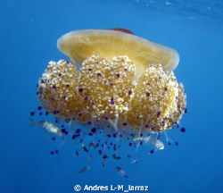 Cotylorhiza tuberculata/ Fried egg jelly!!!! by Andres L-M_larraz 